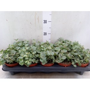 Sedum sieboldii