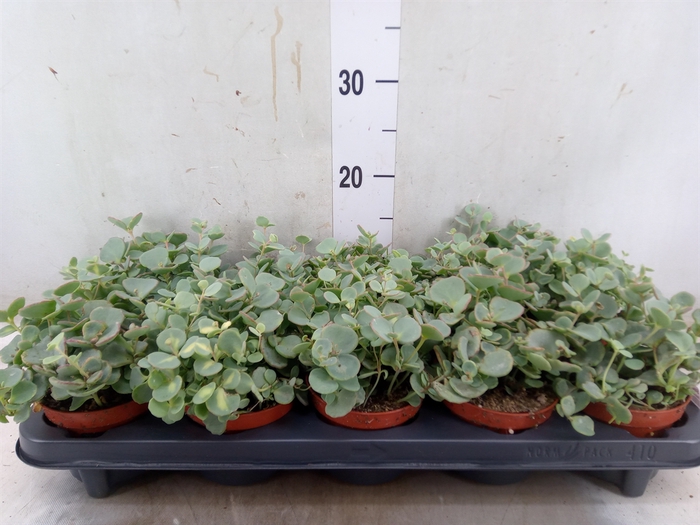 <h4>Sedum sieboldii</h4>