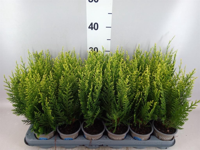 Chamaecyparis laws. 'White Spot'