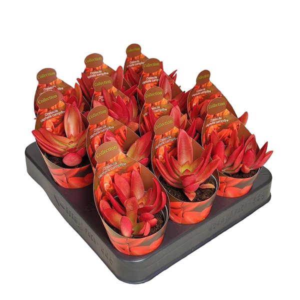 <h4>CRASSULA CAPITELLA 'CAMPFIRE' - POT Ø 6,5 - COLLECTION WITH POTCOVER (SUCCULENTEN)</h4>