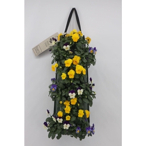 Viola corn. 'Evo Mini'   ...mix