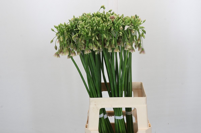 <h4>Allium Nectaroscordum Siculum</h4>