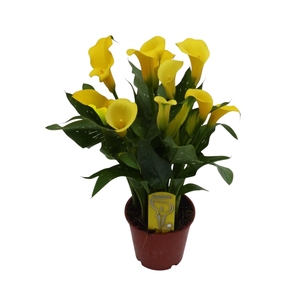 Zantedeschia Geel