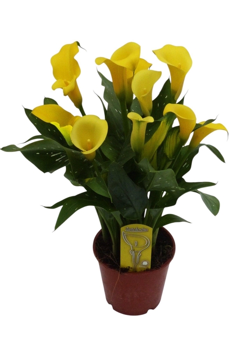<h4>Zantedeschia Geel</h4>