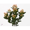 Hypericum Peach