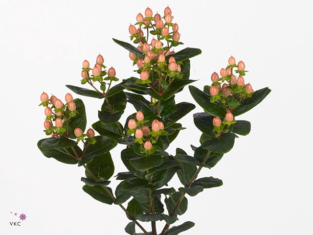 Hypericum Peach