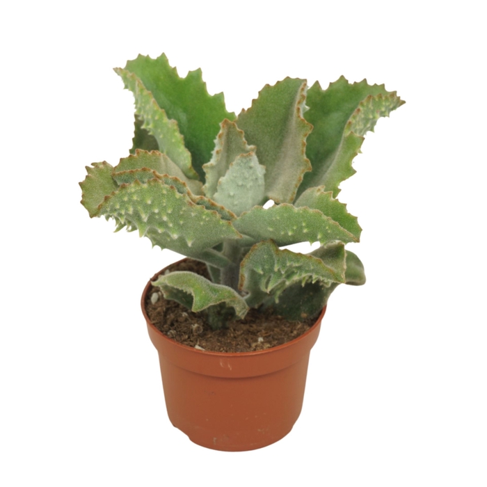 <h4>Kalanchoe beharensis</h4>