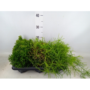 Rhipsalis   ...mix