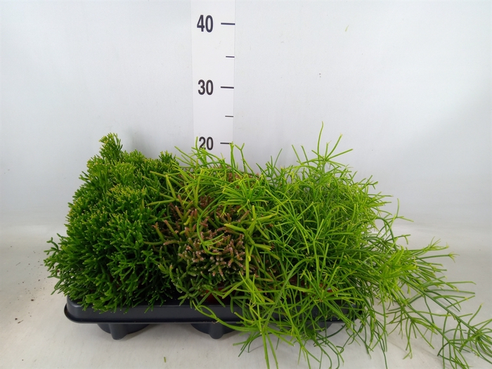 <h4>Rhipsalis   ...mix</h4>
