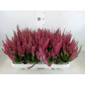 Calluna vulg. 'Beauty L Siska'