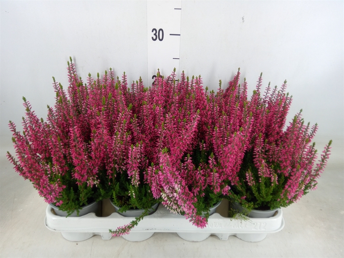 <h4>Calluna vulg. 'Beauty L Siska'</h4>