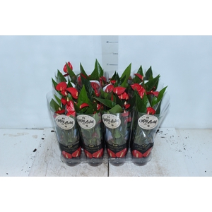 ANTHURIUM MINI MILLION FLOWERS P09