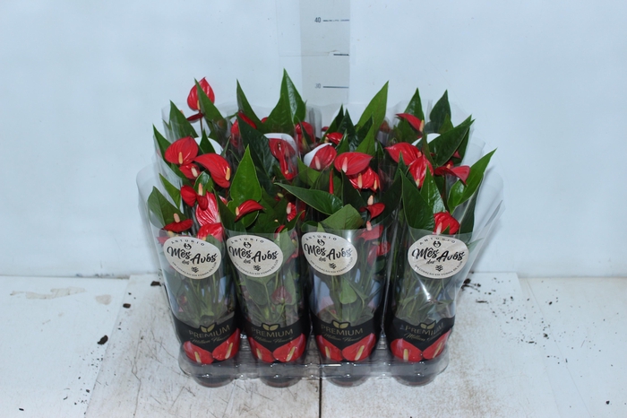 <h4>ANTHURIUM MINI MILLION FLOWERS P09</h4>