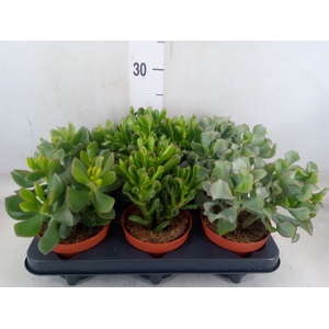 Crassula   ...mix