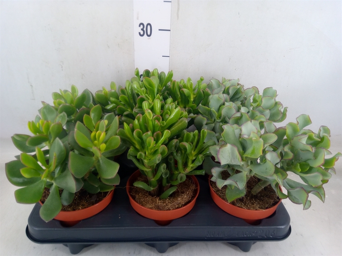 <h4>Crassula   ...mix</h4>