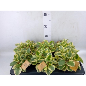 Peperomia obt. 'Obtipan Bicolor'