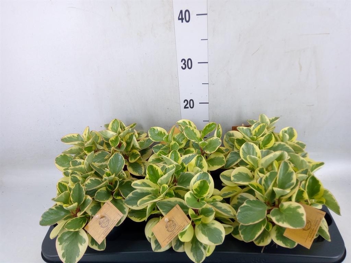 <h4>Peperomia obt. 'Obtipan Bicolor'</h4>