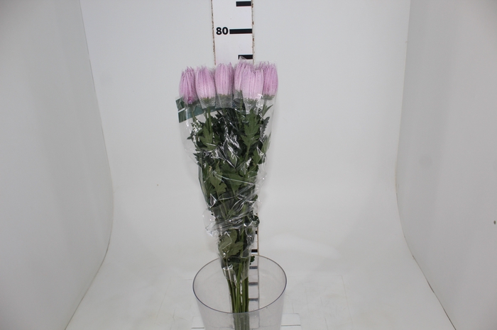 <h4>ANASTASIA CIPRIA 080 CM LILAS</h4>