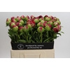 Paeonia Command Performance