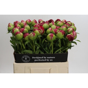 Paeonia Command Performance