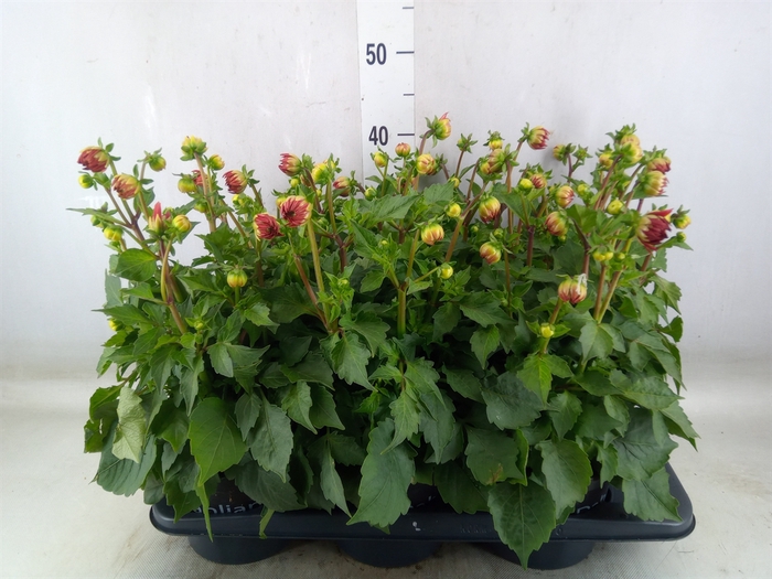 <h4>Dahlia  'Dahlinova Hypnot Red'</h4>