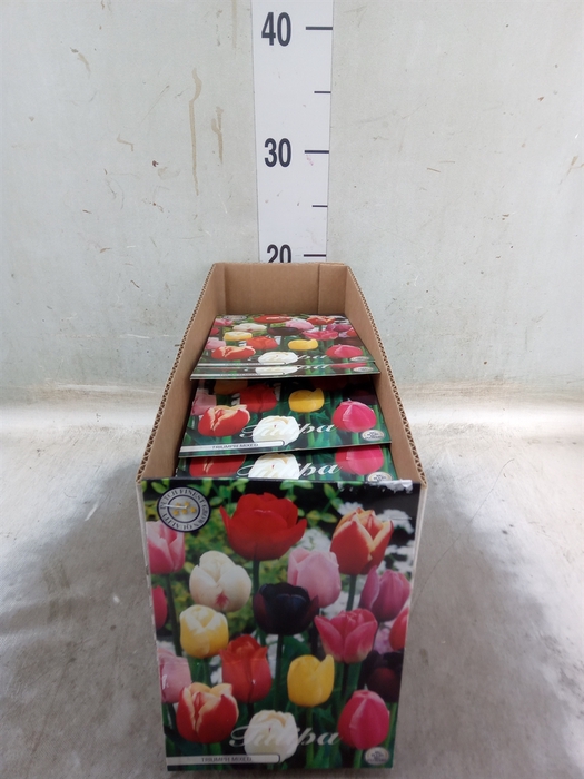 <h4>Tulipa   ...flowerbulbs</h4>