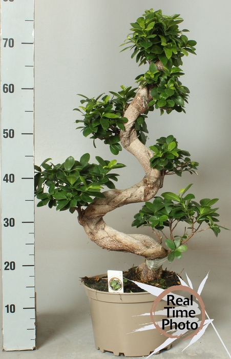 <h4>FIC MI GINSENG</h4>