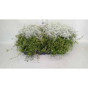 Leucophyta brownii
