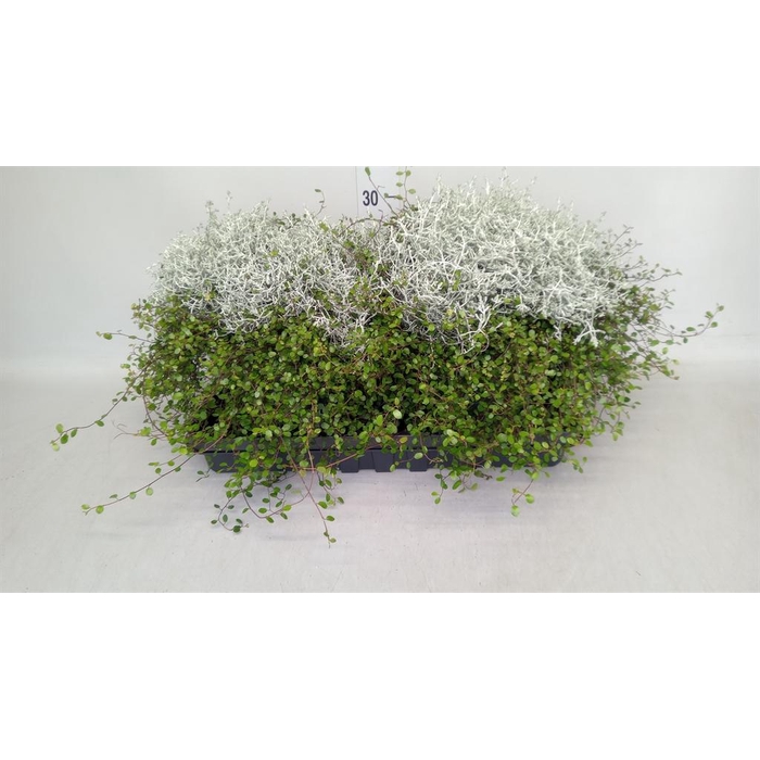 <h4>Leucophyta brownii</h4>