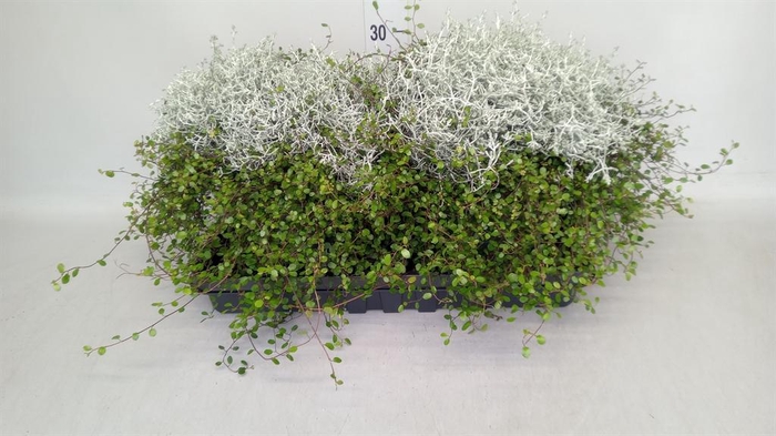 <h4>Leucophyta brownii</h4>