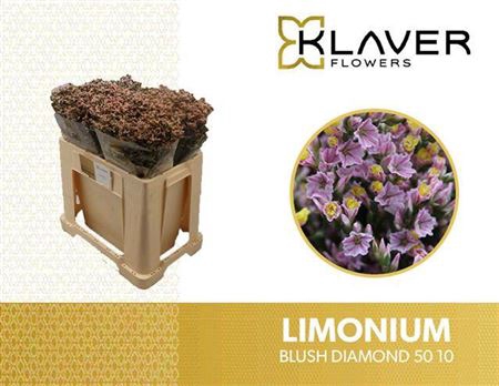Lim Sin Blush Diamond