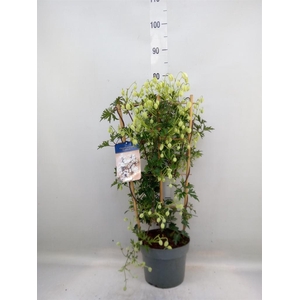 Clematis forst. 'Avalanche'