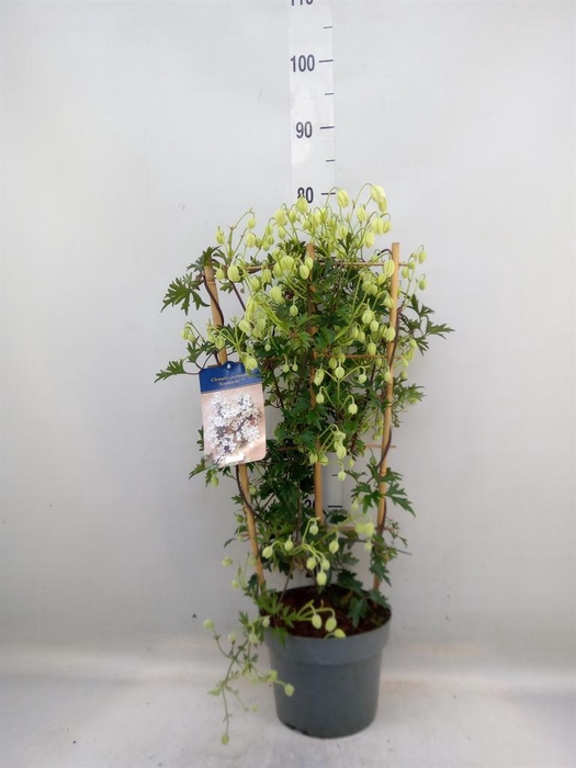 <h4>Clematis forst. 'Avalanche'</h4>
