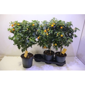 arr8 Lant Cam Sim Orange