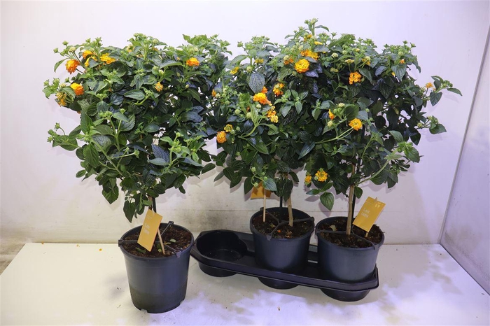 <h4>arr8 Lant Cam Sim Orange</h4>