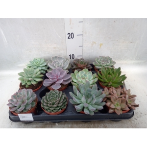 Echeveria   ...mix