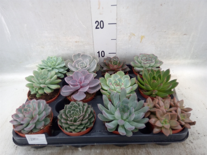 <h4>Echeveria   ...mix</h4>