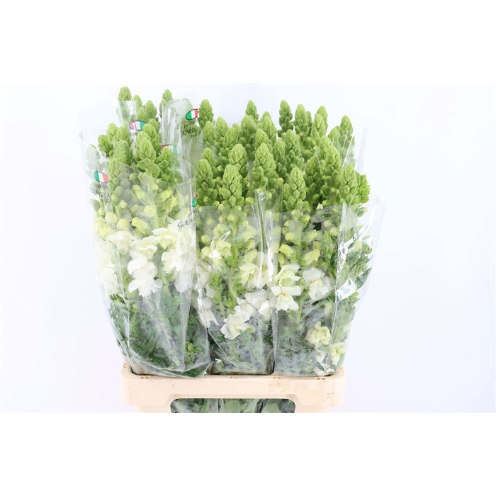 <h4>Antir Overig White</h4>