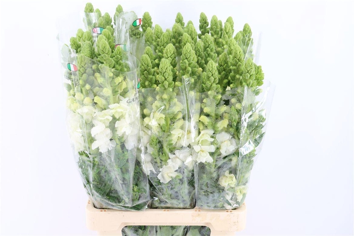 <h4>Antir Overig White</h4>