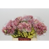 Blushing Bride Pink 2/5 Flowers