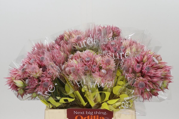 <h4>Blushing Bride Pink 2/5 Flowers</h4>