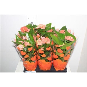 ** Anthu An Paris Orang 5++ * Spring Deal *
