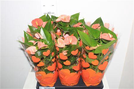 <h4>** Anthu An Paris Orang 5++ * Spring Deal *</h4>