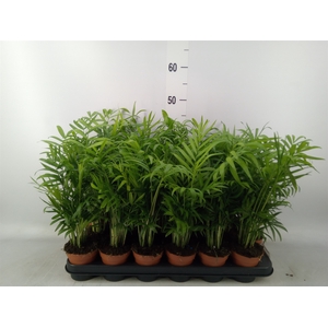 Chamaedorea elegans