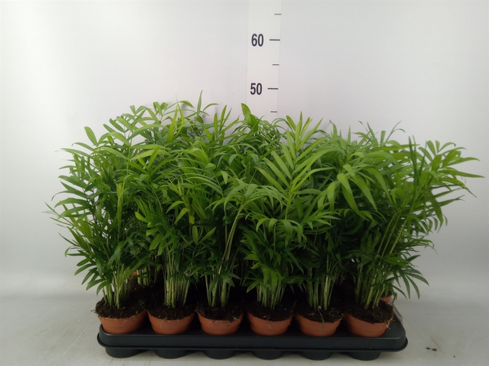 <h4>Chamaedorea elegans</h4>
