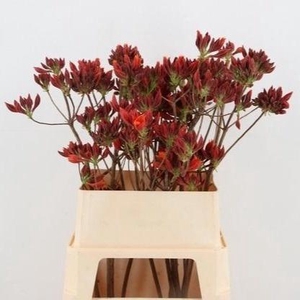 RHODO OV