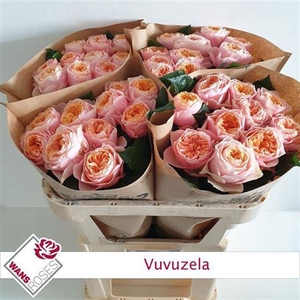 R Gr Vuvuzela