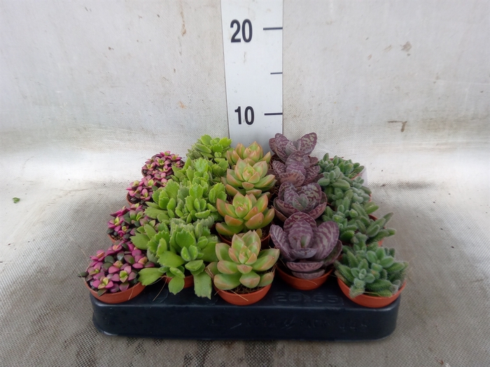 <h4>Succulents   ...</h4>