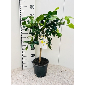Citrus limone Lemon on stem