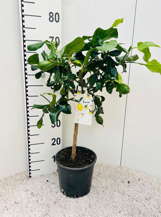 <h4>Citrus limone Lemon on stem</h4>
